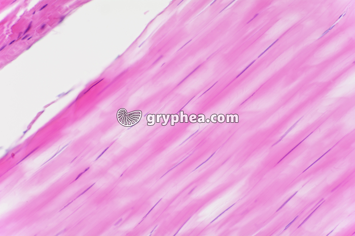 Tissu conjonctif élastique (tendon) x100 - gryphea.com